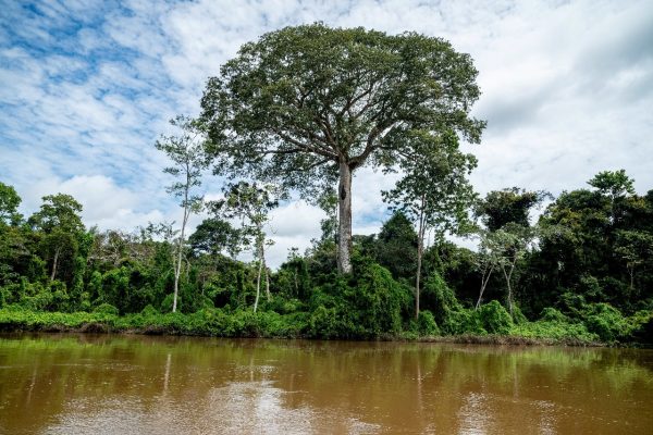 Você está visualizando atualmente BIODIVERSIDADE || Consulta pública é realizada para criação da Unidade de Conservação Árvores Gigantes da Amazônia