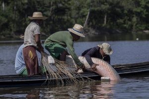 Leia mais sobre o artigo MANEJO SUSTENTÁVEL || Pirarucu é símbolo de um legado de conservação da Amazônia